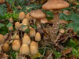 121028 Wandeling Ede Wageningen (13)